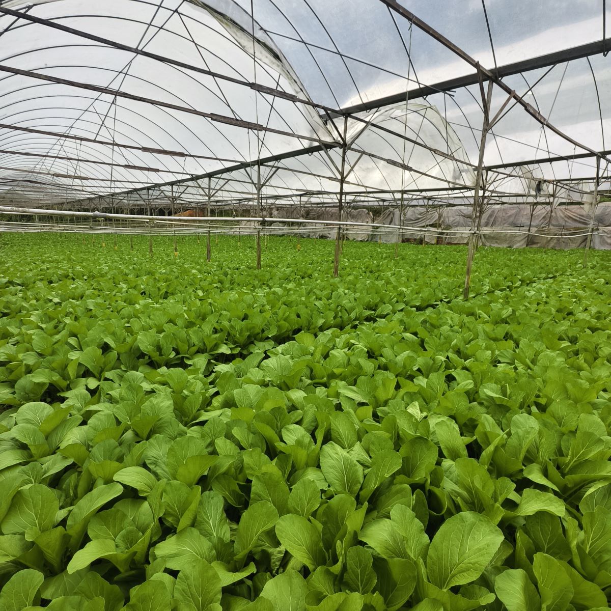 IMG_20251113_1611301